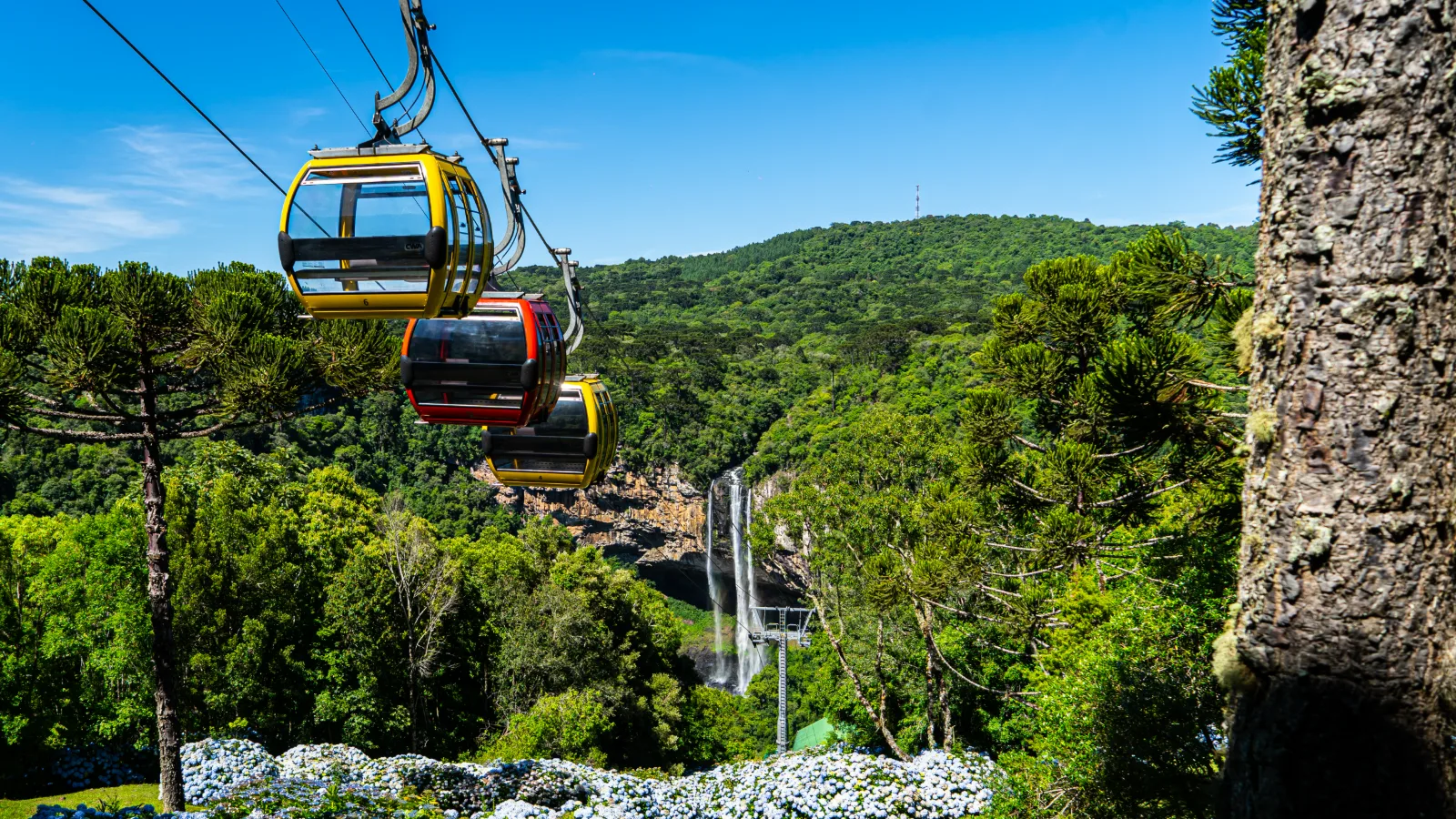 a imagem mostra 3 bondinhos, passando por cima de um campo de hortensias cercado por mata nativa com uma vista para a cascata do caracol