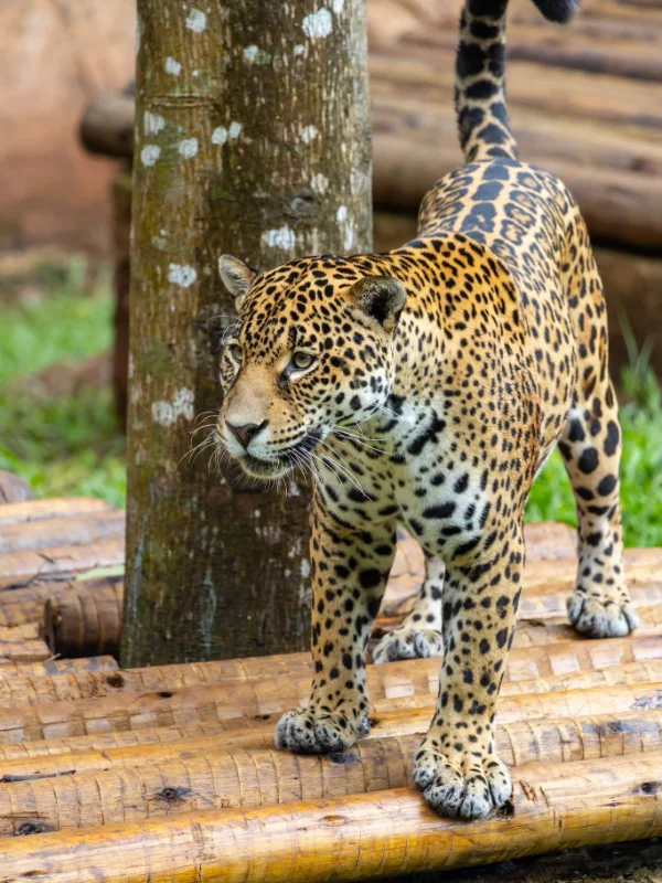 Zoo São Paulo