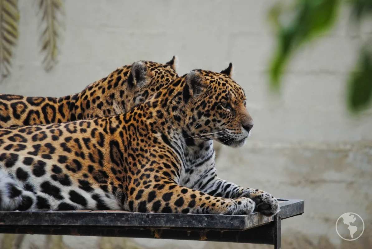 Zoo Pomerode o Maior Zoológico de Santa Catarina