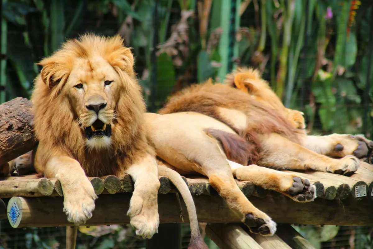 Zoo Pomerode